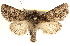  ( - BIOUG11932-G12)  @14 [ ] CreativeCommons - Attribution (2014) CBG Photography Group Centre for Biodiversity Genomics