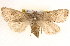  ( - BIOUG11932-H01)  @14 [ ] CreativeCommons - Attribution (2014) CBG Photography Group Centre for Biodiversity Genomics