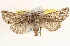  ( - BIOUG11932-H02)  @14 [ ] CreativeCommons - Attribution (2014) CBG Photography Group Centre for Biodiversity Genomics