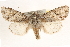  ( - BIOUG11933-A04)  @15 [ ] CreativeCommons - Attribution (2014) CBG Photography Group Centre for Biodiversity Genomics