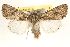  ( - BIOUG11933-B01)  @14 [ ] CreativeCommons - Attribution (2014) CBG Photography Group Centre for Biodiversity Genomics