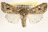  ( - BIOUG11933-B03)  @14 [ ] CreativeCommons - Attribution (2014) CBG Photography Group Centre for Biodiversity Genomics