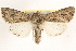  ( - BIOUG11933-B10)  @15 [ ] CreativeCommons - Attribution (2014) CBG Photography Group Centre for Biodiversity Genomics