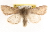  (Orthosia behrensiana - BIOUG11933-C04)  @15 [ ] CreativeCommons - Attribution (2014) CBG Photography Group Centre for Biodiversity Genomics