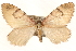  ( - BIOUG11933-D03)  @14 [ ] CreativeCommons - Attribution (2014) CBG Photography Group Centre for Biodiversity Genomics