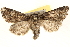  ( - BIOUG11933-D06)  @13 [ ] CreativeCommons - Attribution (2014) CBG Photography Group Centre for Biodiversity Genomics
