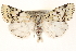  ( - BIOUG11933-E03)  @14 [ ] CreativeCommons - Attribution (2014) CBG Photography Group Centre for Biodiversity Genomics