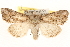  ( - BIOUG11933-F02)  @14 [ ] CreativeCommons - Attribution (2014) CBG Photography Group Centre for Biodiversity Genomics
