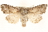  ( - BIOUG11933-F03)  @15 [ ] CreativeCommons - Attribution (2014) CBG Photography Group Centre for Biodiversity Genomics