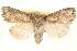 ( - BIOUG11933-F07)  @14 [ ] CreativeCommons - Attribution (2014) CBG Photography Group Centre for Biodiversity Genomics