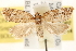  ( - BIOUG11933-H07)  @15 [ ] CreativeCommons - Attribution (2014) CBG Photography Group Centre for Biodiversity Genomics