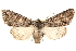  ( - BIOUG12229-A09)  @14 [ ] CreativeCommons - Attribution (2014) CBG Photography Group Centre for Biodiversity Genomics