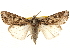  (Spodoptera ornithogalli - BIOUG12229-A12)  @14 [ ] CreativeCommons - Attribution (2014) CBG Photography Group Centre for Biodiversity Genomics