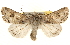  ( - BIOUG12229-B04)  @14 [ ] CreativeCommons - Attribution (2014) CBG Photography Group Centre for Biodiversity Genomics