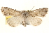  ( - BIOUG12229-F01)  @14 [ ] CreativeCommons - Attribution (2014) CBG Photography Group Centre for Biodiversity Genomics