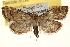  (Hypsopygia phoezalis - BIOUG12229-F02)  @15 [ ] CreativeCommons - Attribution (2014) CBG Photography Group Centre for Biodiversity Genomics