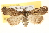  ( - BIOUG12229-F09)  @12 [ ] CreativeCommons - Attribution (2014) CBG Photography Group Centre for Biodiversity Genomics