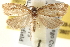  ( - BIOUG12229-G07)  @15 [ ] CreativeCommons - Attribution (2014) CBG Photography Group Centre for Biodiversity Genomics