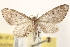  (Eupithecia bivittata - BIOUG12229-G10)  @14 [ ] CreativeCommons - Attribution (2014) CBG Photography Group Centre for Biodiversity Genomics