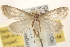  (Dasyblemma - BIOUG12229-H08)  @14 [ ] CreativeCommons - Attribution (2014) CBG Photography Group Centre for Biodiversity Genomics