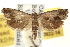  ( - BIOUG12229-H10)  @13 [ ] CreativeCommons - Attribution (2014) CBG Photography Group Centre for Biodiversity Genomics