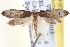  ( - BIOUG12230-G06)  @14 [ ] CreativeCommons - Attribution (2014) CBG Photography Group Centre for Biodiversity Genomics