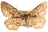  ( - BIOUG14216-B04)  @13 [ ] CreativeCommons - Attribution (2014) CBG Photography Group Centre for Biodiversity Genomics