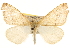  (Sicya morsicaria - BIOUG14216-C11)  @15 [ ] CreativeCommons - Attribution (2014) CBG Photography Group Centre for Biodiversity Genomics