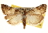  ( - BIOUG14216-D07)  @14 [ ] CreativeCommons - Attribution (2014) CBG Photography Group Centre for Biodiversity Genomics
