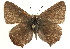  ( - BIOUG14216-E12)  @14 [ ] CreativeCommons - Attribution (2014) CBG Photography Group Centre for Biodiversity Genomics
