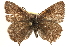  (Callophrys dumetorum - BIOUG14216-F01)  @14 [ ] CreativeCommons - Attribution (2014) CBG Photography Group Centre for Biodiversity Genomics