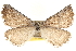  ( - BIOUG14216-F10)  @13 [ ] CreativeCommons - Attribution (2014) CBG Photography Group Centre for Biodiversity Genomics