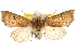  ( - BIOUG14216-G09)  @15 [ ] CreativeCommons - Attribution (2014) CBG Photography Group Centre for Biodiversity Genomics