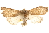  ( - BIOUG14216-H01)  @15 [ ] CreativeCommons - Attribution (2014) CBG Photography Group Centre for Biodiversity Genomics