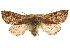  (Orthosia pulchella - BIOUG14216-H04)  @15 [ ] CreativeCommons - Attribution (2014) CBG Photography Group Centre for Biodiversity Genomics