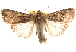  ( - BIOUG14216-H05)  @14 [ ] CreativeCommons - Attribution (2014) CBG Photography Group Centre for Biodiversity Genomics