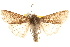  ( - BIOUG14216-H06)  @14 [ ] CreativeCommons - Attribution (2014) CBG Photography Group Centre for Biodiversity Genomics