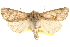  ( - BIOUG14216-H08)  @14 [ ] CreativeCommons - Attribution (2014) CBG Photography Group Centre for Biodiversity Genomics