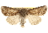  ( - BIOUG14216-H10)  @14 [ ] CreativeCommons - Attribution (2014) CBG Photography Group Centre for Biodiversity Genomics
