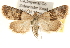  ( - BIOUG14217-B04)  @14 [ ] CreativeCommons - Attribution (2014) CBG Photography Group Centre for Biodiversity Genomics