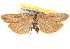  ( - BIOUG14217-C01)  @12 [ ] CreativeCommons - Attribution (2014) CBG Photography Group Centre for Biodiversity Genomics