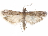  ( - BIOUG26826-F01)  @14 [ ] CreativeCommons - Attribution (2016) CBG Photography Group Centre for Biodiversity Genomics