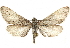  ( - BIOUG26826-F04)  @14 [ ] CreativeCommons - Attribution (2016) CBG Photography Group Centre for Biodiversity Genomics