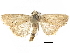  ( - BIOUG44858-G02)  @13 [ ] CreativeCommons - Attribution (2018) CBG Photography Group Centre for Biodiversity Genomics