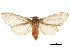  ( - BIOUG44858-H01)  @11 [ ] CreativeCommons - Attribution (2018) CBG Photography Group Centre for Biodiversity Genomics