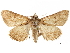  ( - BIOUG44858-H05)  @13 [ ] CreativeCommons - Attribution (2018) CBG Photography Group Centre for Biodiversity Genomics
