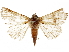  ( - BIOUG44858-H07)  @13 [ ] CreativeCommons - Attribution (2018) CBG Photography Group Centre for Biodiversity Genomics