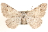  ( - CCDB-17964-E10)  @14 [ ] CreativeCommons - Attribution (2014) CBG Photography Group Centre for Biodiversity Genomics