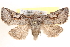  ( - CCDB-17964-G11)  @15 [ ] CreativeCommons - Attribution (2014) CBG Photography Group Centre for Biodiversity Genomics