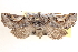  ( - CCDB-17964-G12)  @14 [ ] CreativeCommons - Attribution (2014) CBG Photography Group Centre for Biodiversity Genomics